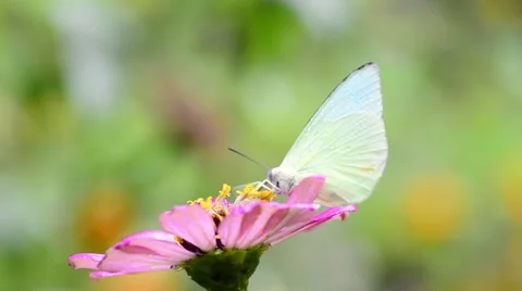 Butterfly on flower Stock Footage 50686011