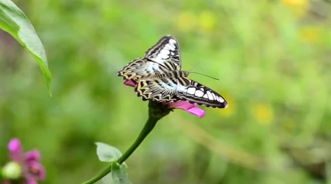 Butterfly on flower Stock Footage 50686045