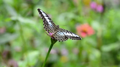 Butterfly on flower Stock Footage 50686074