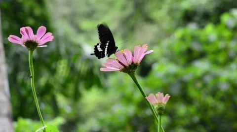 Butterfly on flower Stock Footage 50686088