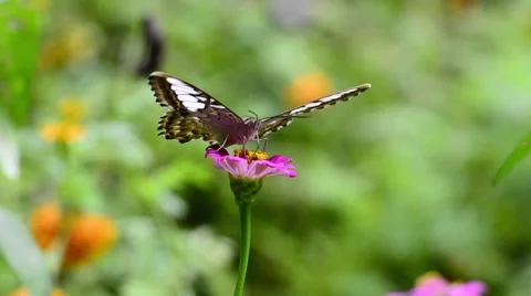 Butterfly on flower Stock Footage 50686138