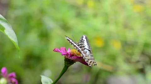 Butterfly on flower Stock Footage 50686157