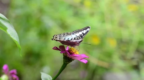 Butterfly on flower Stock Footage 50686161