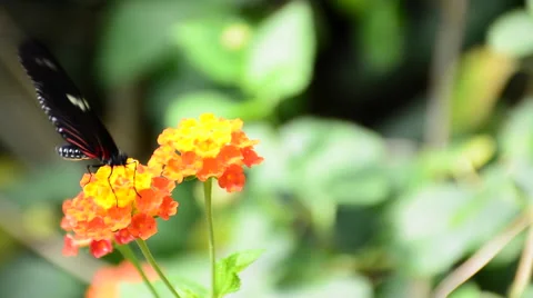 Butterfly at a flower Stock Footage 50926407