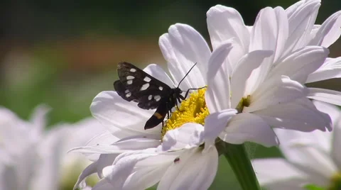 Butterfly on a flower Stock Footage 50960614