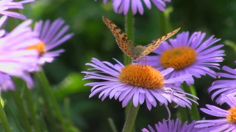 Butterfly on a flower Stock Footage 50960829