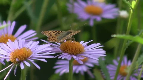 Butterfly on a flower Stock Footage 50960873