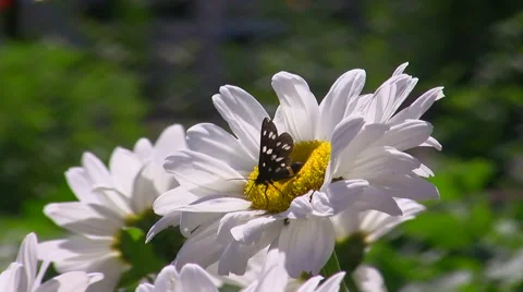Butterfly on a flower Stock-Footage 51439944