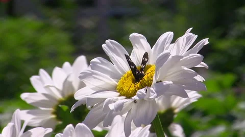 Butterfly on a flower Stock Footage 51439979
