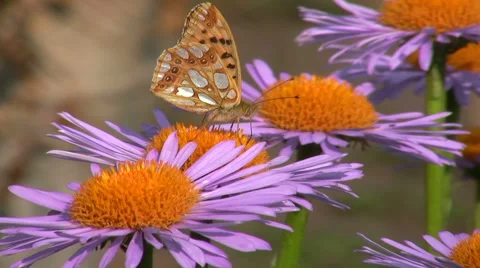 Butterfly on a flower Stock Footage 51440015