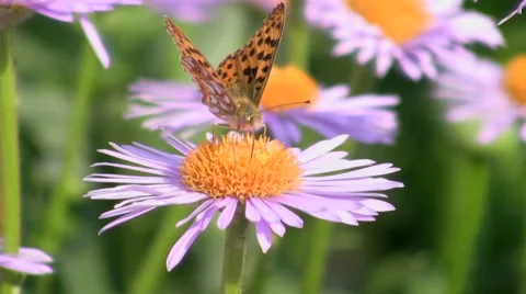 Butterfly on a flower Stock Footage 51440016
