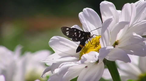 Butterfly on a flower Stock Footage 51440017