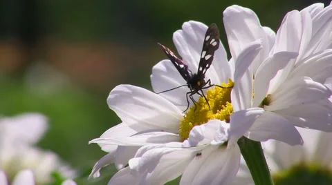 Butterfly on a flower Stock Footage 51440024