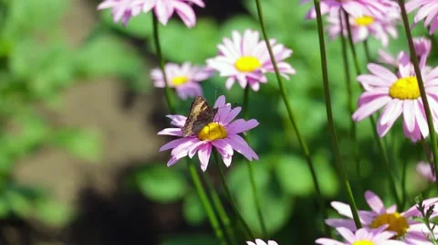 Butterfly on a flower Stock Footage 51672422