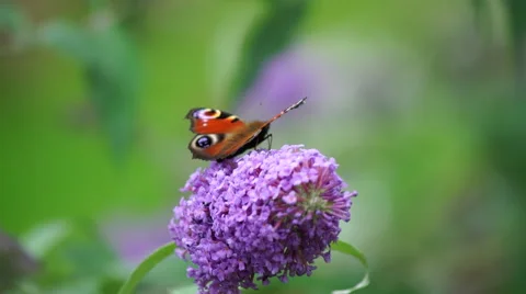 Butterfly on flower 動画素材 53858170