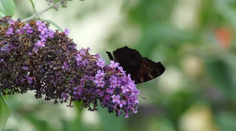 Butterfly on flower 動画素材 53875034