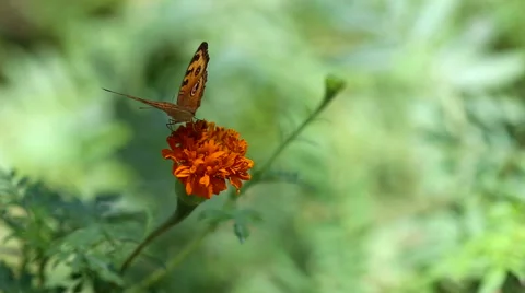 Butterfly with flower Stock Footage 55810419