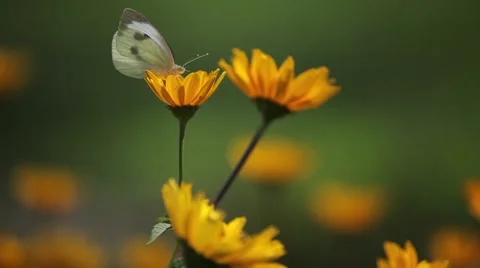 Butterfly on the flower 库存影片 62407976