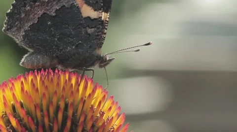 Butterfly on a flower 動画素材 65817997