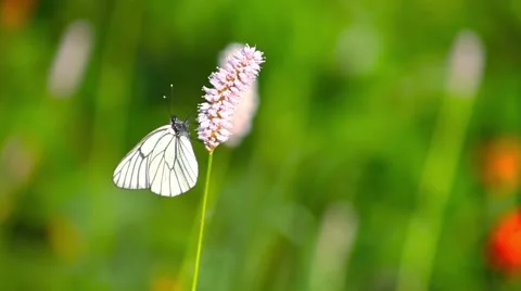 Butterfly on a flower Stock Footage 66418725