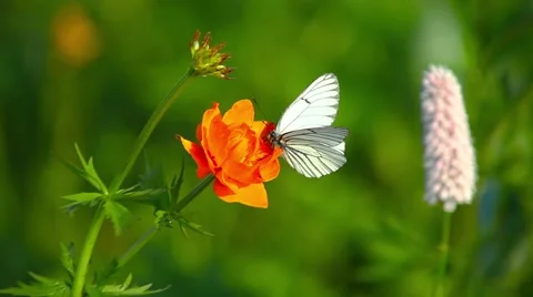 Butterfly on a flower Video stock 66418794