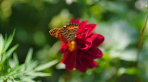 Butterfly in  flower Stock-Footage 67619864