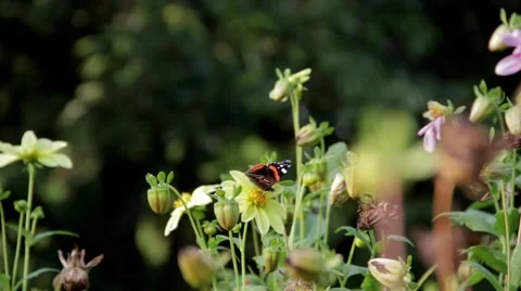 Butterfly on the flower Video stock 67626024