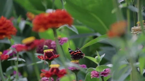 Butterfly on the flower Video stock 67626035