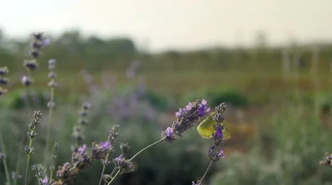 Butterfly on a flower Stock Footage 68140676