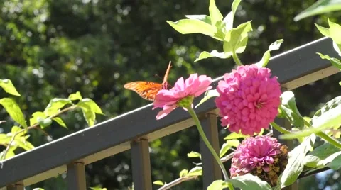 Butterfly on a Flower Stock Footage 68441974