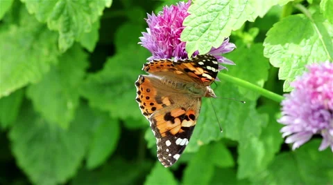 Butterfly on a flower Stock Footage 68681428