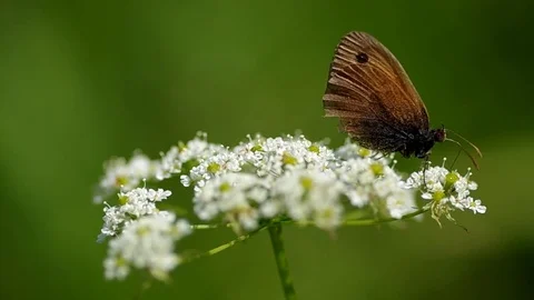 Butterfly on a flower Stock Footage 72123741