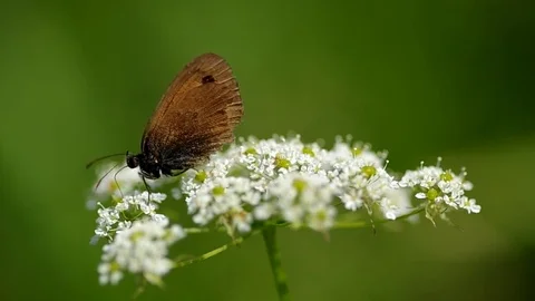 Butterfly on a flower Stock Footage 72124480