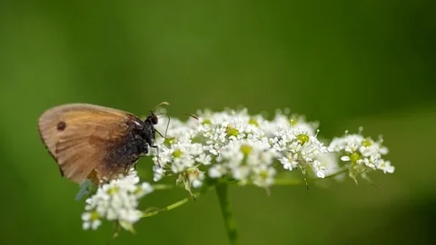 Butterfly on a flower Stock Footage 72124501