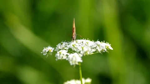Butterfly on a flower Stock Footage 74168002
