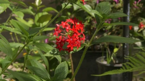 Butterfly on Flower Stock Footage 74926648