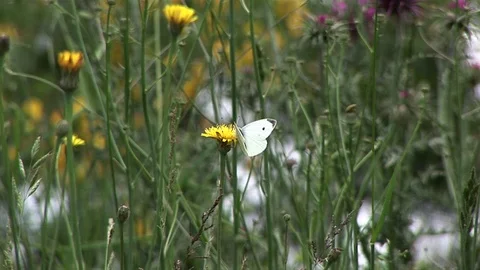 Butterfly on the flower Stock Footage 76523534