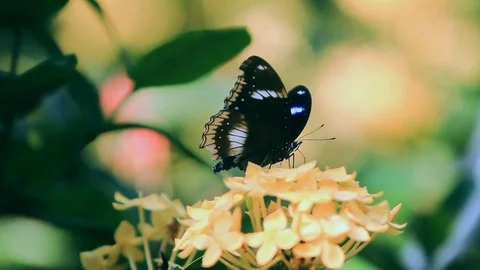 Butterfly with flower 库存影片 78715229