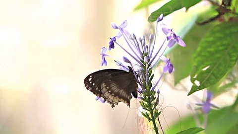 Butterfly with flower 库存影片 78715245