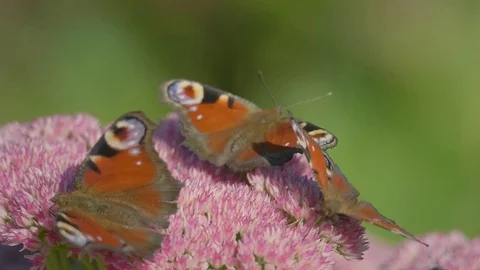 Butterfly on flower Stock Footage