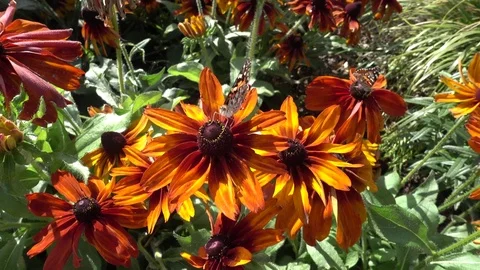 Butterfly on flower Stock Footage 81321137
