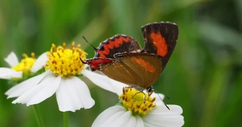 Butterfly on flower Stock Footage 81997152