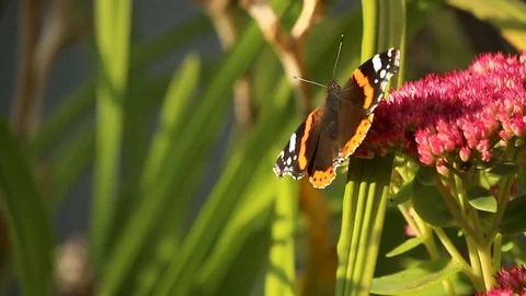 Butterfly on a flower Stockbeeldmateriaal 83859426