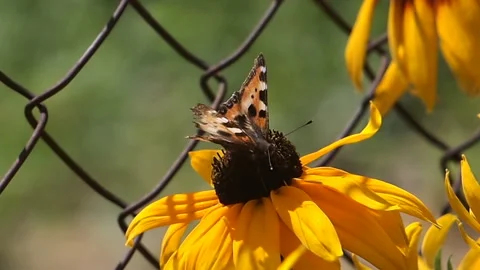 Butterfly on a flower Stock Footage 87029755