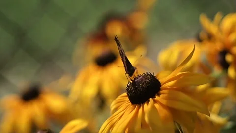 Butterfly on a flower Stock Footage 87091802