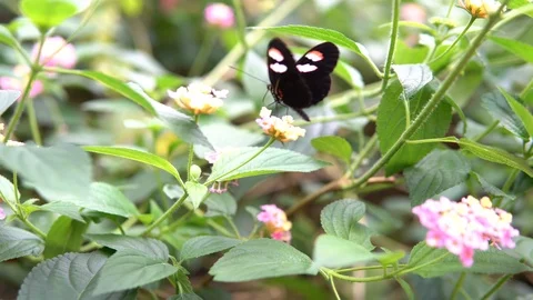 Butterfly On Flower Video stock 89060505