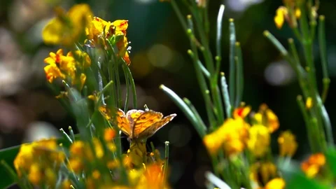 Butterfly on a flower Stock Footage 89518762