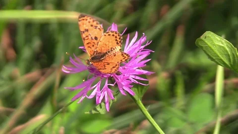 Butterfly on the flower Stock Footage 91622206