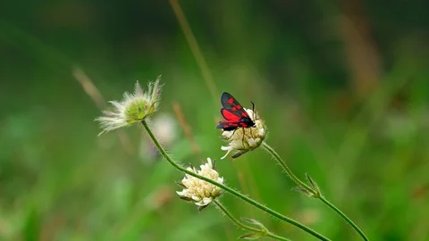 Butterfly on a flower Видео 91744817
