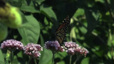 Butterfly on a flower Stock Footage 94123924
